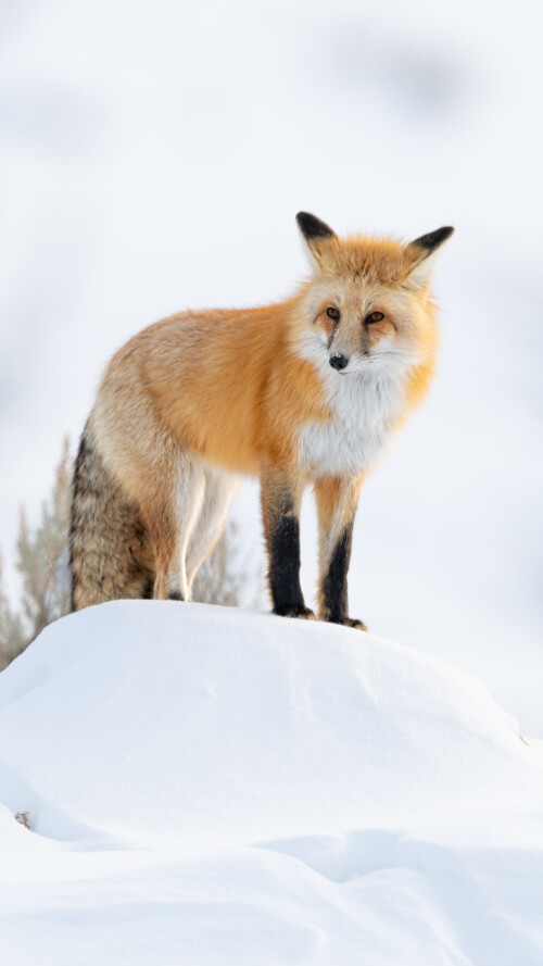 fox-winter-5k-vp-2160x3840d2db2d5428e73a55e5abc14de80fddf6.jpg