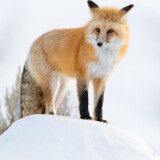 fox-winter-5k-vp-2160x3840d2db2d5428e73a55e5abc14de80fddf6