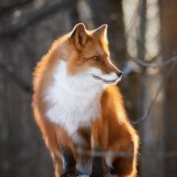 fox-winter-morning-1x-2160x38400a8c9d7e87045a1af98dd07d65a8ae5b