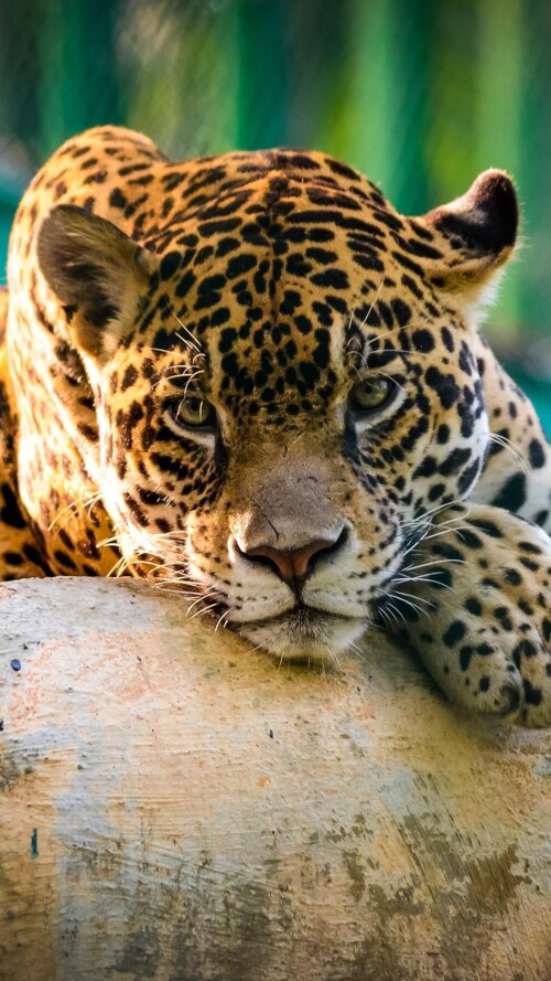 jaguar-mexico-cheetah-1440x2560114798447accca742a6ad5d9055ac0bf.jpg