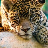 jaguar-mexico-cheetah-1440x2560114798447accca742a6ad5d9055ac0bf