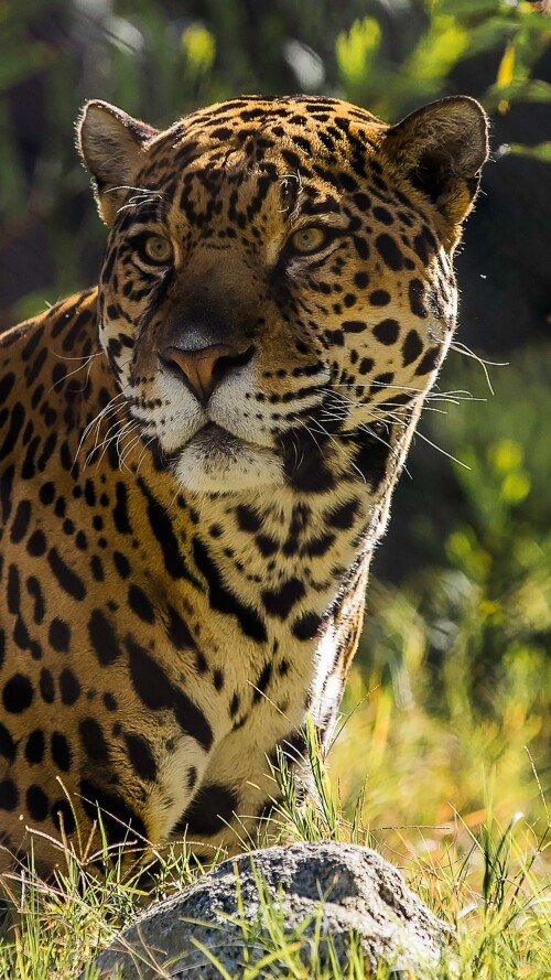 jaguar-the-big-cat-19-2160x3840091296187a35b0704d8ad9e723a1857d.jpg