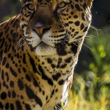 jaguar-the-big-cat-19-2160x3840091296187a35b0704d8ad9e723a1857d