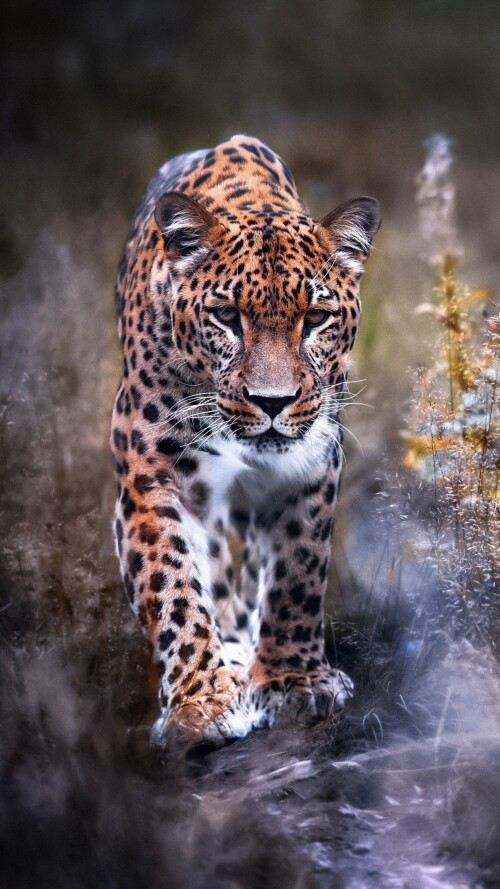 leopard-big-cat-i6-2160x3840791d00eb999e71063c84779a102dcee9.jpg