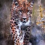 leopard-big-cat-i6-2160x3840791d00eb999e71063c84779a102dcee9