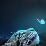 leopard-butterfly-connection-5k-2k-2160x38408c93c4d1720cc2a3813b29c6a44a53f0