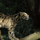 leopard-silent-walk-5k-46-2160x38405dcedbc938ccd36839495f597e571fe2