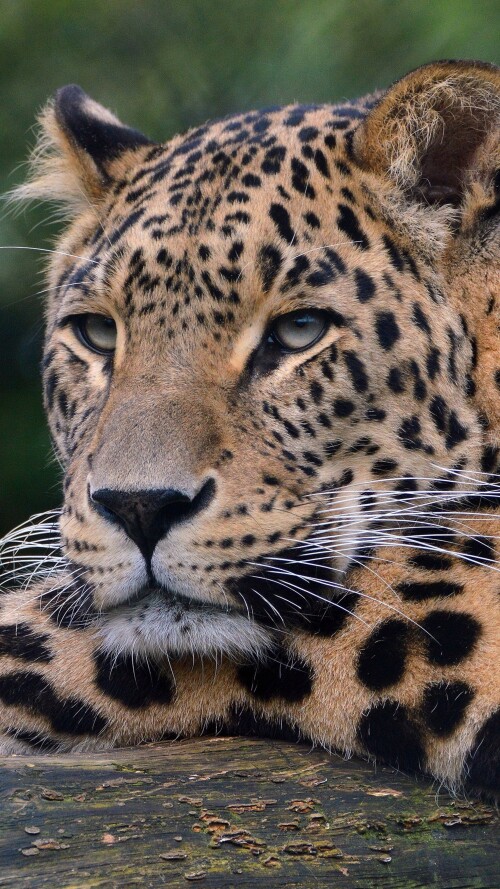 leopard-ultra-hd-4k-sh-2160x384059b75d1b12dc7839f9d259f4e3b8b485.jpg