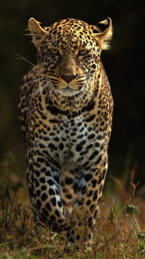 leopards-4k-bh-2160x38405cf72ab6d1f139b3f38f2135d8e56538.jpg