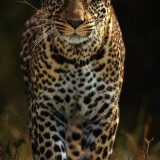 leopards-4k-bh-2160x38405cf72ab6d1f139b3f38f2135d8e56538