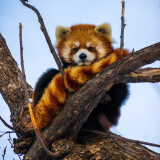 lesser-panda-5k-tc-2160x384028a000ab9be125c2fd7a4b33bfcd022f