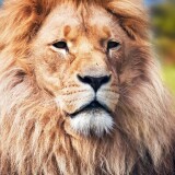 lion-4k-2160x3840bd4e531eb16d2076845d21412720baec