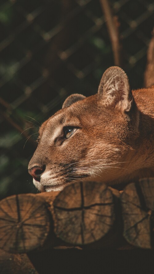 lion-resting-fv-2160x38405b8cec371f4bf488f0dfe7e5dec783ee.jpg