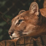 lion-resting-fv-2160x38405b8cec371f4bf488f0dfe7e5dec783ee