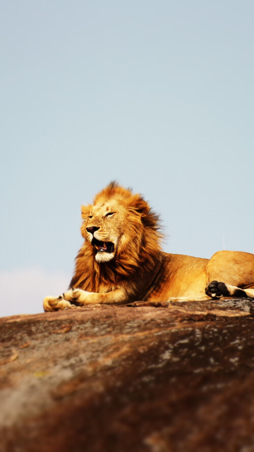 lion-serengeti-national-park-1440x2560_5455-mm-90ec4c2ca9808b91651c8d703726754bfe.jpg