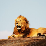 lion-serengeti-national-park-1440x2560_5455-mm-90ec4c2ca9808b91651c8d703726754bfe