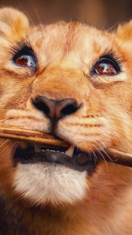 lion-with-stick-in-mouth-4k-d1-2160x3840f0e4239676dee02fbeef8597eedba5b3.jpg