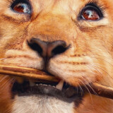 lion-with-stick-in-mouth-4k-d1-2160x3840f0e4239676dee02fbeef8597eedba5b3