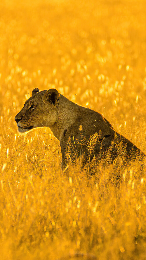 lioness-big-cat-4k-cf-2160x38409f07f450580a9615a4f1e85ebd1b94f9.jpg