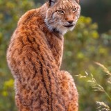 lynx-predator-dv-2160x384002b19621daa100f5131133bbd1c582f5