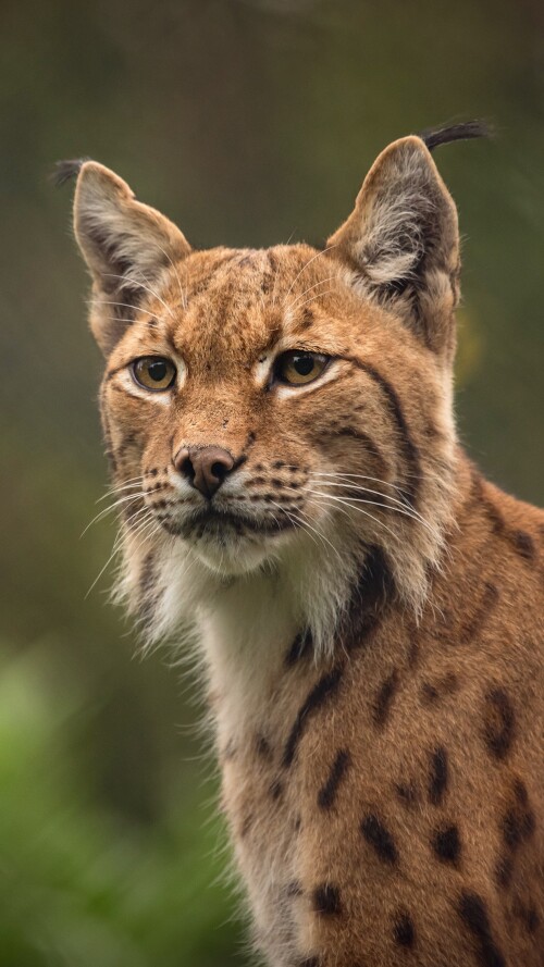 lynxes-4k-nj-2160x3840b33e3acbd7c93d47fa894074bc66cf3d.jpg