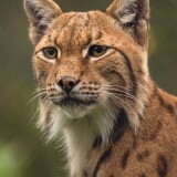 lynxes-4k-nj-2160x3840b33e3acbd7c93d47fa894074bc66cf3d