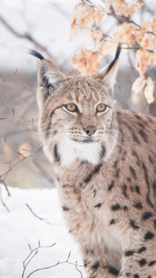 lynxes-5k-bu-2160x38405de878c104c51265aeb85c61d9b88df4.jpg