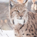 lynxes-5k-bu-2160x38405de878c104c51265aeb85c61d9b88df4