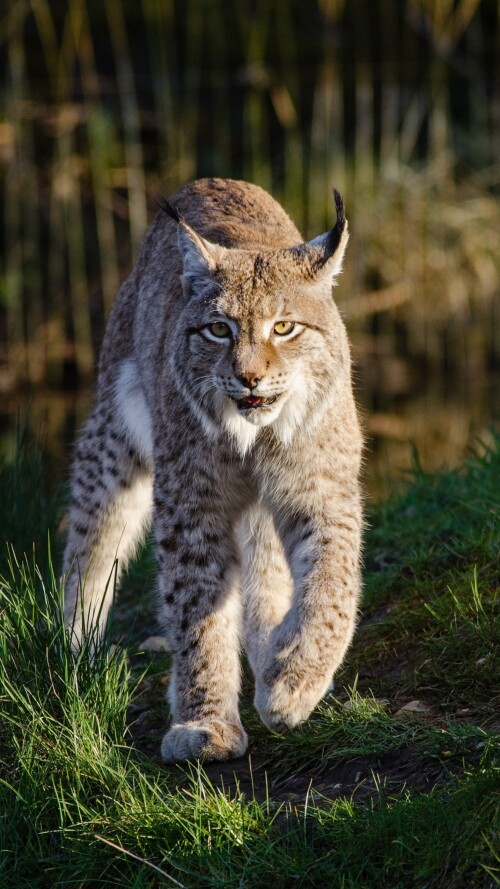 lynxes-7m-2160x38403a219ce5430bdf9317904f8c6a4d9c56.jpg