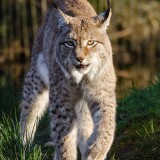 lynxes-7m-2160x38403a219ce5430bdf9317904f8c6a4d9c56