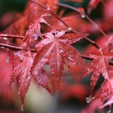 maple-leafs-water-drops-d3-2160x38409f02f3dd9c05d7de