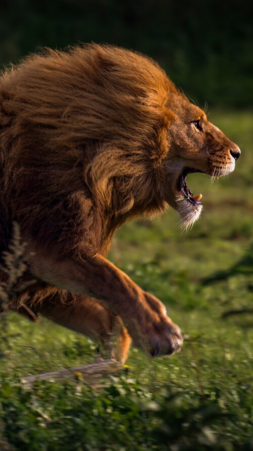 running-lion-4k-ma-2160x384018c1efbd03fa012cf0e640886c23eefb.jpg