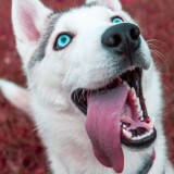 siberian-husky-4k-wu-2160x384024b30d9f6a5302d5b9bc687fee5a12d9