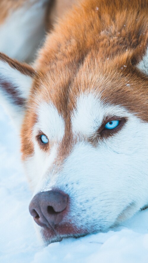 siberian-husky-in-snow-vr-2160x3840cb301375afe67d8a7633426f5ea14fd4.jpg