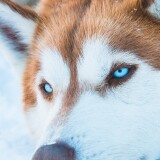 siberian-husky-in-snow-vr-2160x3840cb301375afe67d8a7633426f5ea14fd4