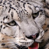 snow-leopard-2160x38401bc8bf13fde9b58d7f6b144554369e1f