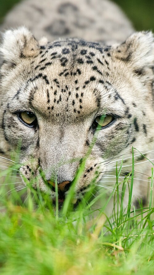 snow-leopard-glance-4k-85-2160x3840b652866ed58617e32833cc45c7028dd8.jpg