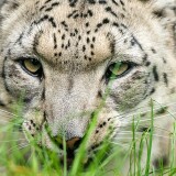 snow-leopard-glance-4k-85-2160x3840b652866ed58617e32833cc45c7028dd8