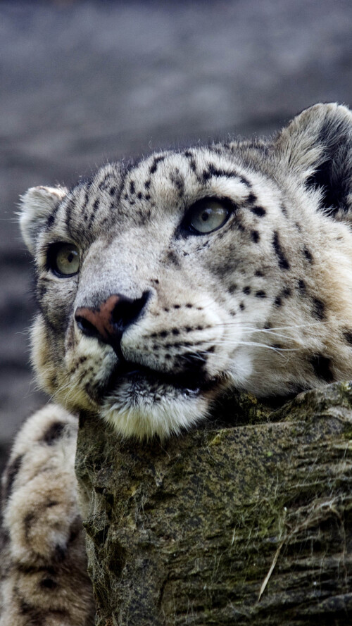 snow-leopard-hd-1s-2160x384087b8c49cf70b9ca76ce4e83ac4a702b1.jpg