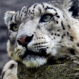 snow-leopard-hd-1s-2160x384087b8c49cf70b9ca76ce4e83ac4a702b1
