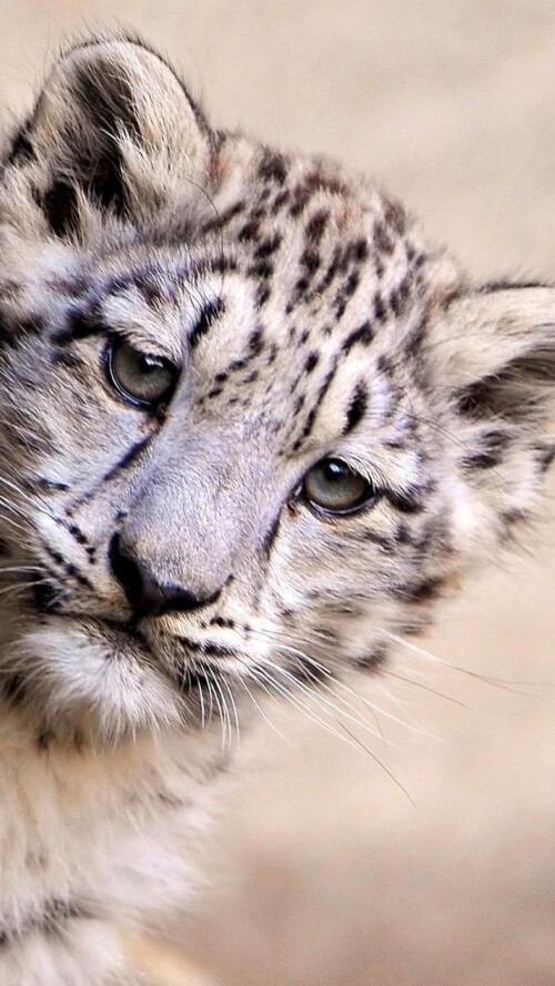 snow-leopard-young-2160x38405eac61976c9de8f289f3c015bca1cac8.jpg