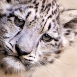 snow-leopard-young-2160x38405eac61976c9de8f289f3c015bca1cac8