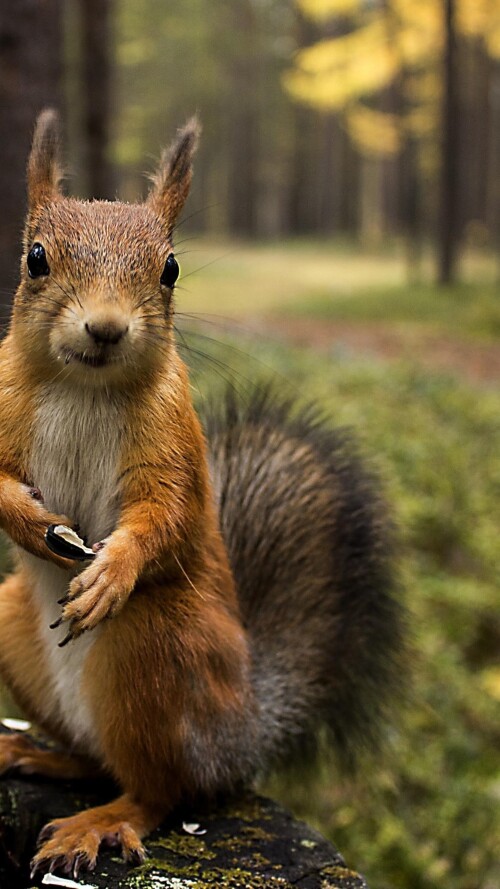 squirrel-shopping-summer-2160x3840459cd40bc15046205ece0b751ecd628e.jpg