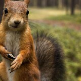 squirrel-shopping-summer-2160x3840459cd40bc15046205ece0b751ecd628e