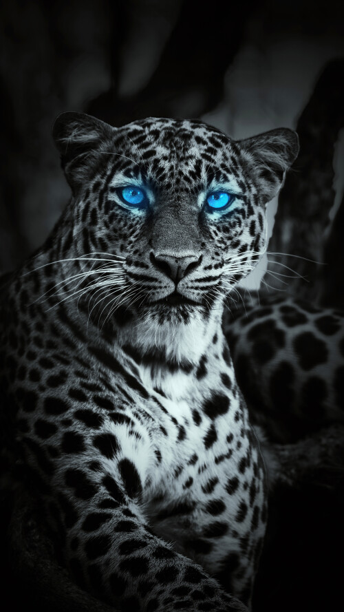 tiger-glowing-blue-eyes-w9-2160x38408003c5f9839883ce721bc9351a9fc92e.jpg
