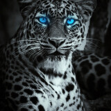 tiger-glowing-blue-eyes-w9-2160x38408003c5f9839883ce721bc9351a9fc92e