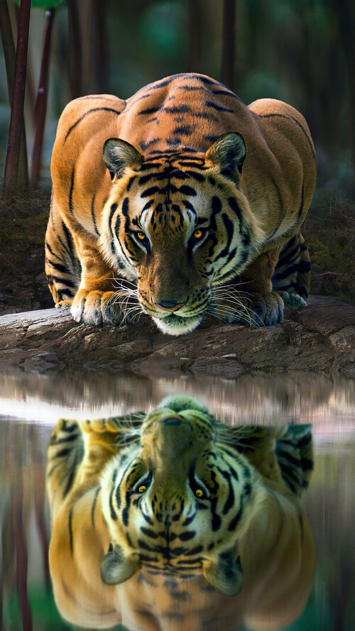 tiger-glowing-eyes-drinking-water-4k-hf-2160x3840f5f005f14d4ede4568132801e7789a2c.jpg