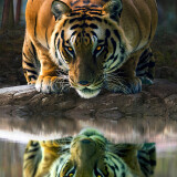 tiger-glowing-eyes-drinking-water-4k-hf-2160x3840f5f005f14d4ede4568132801e7789a2c