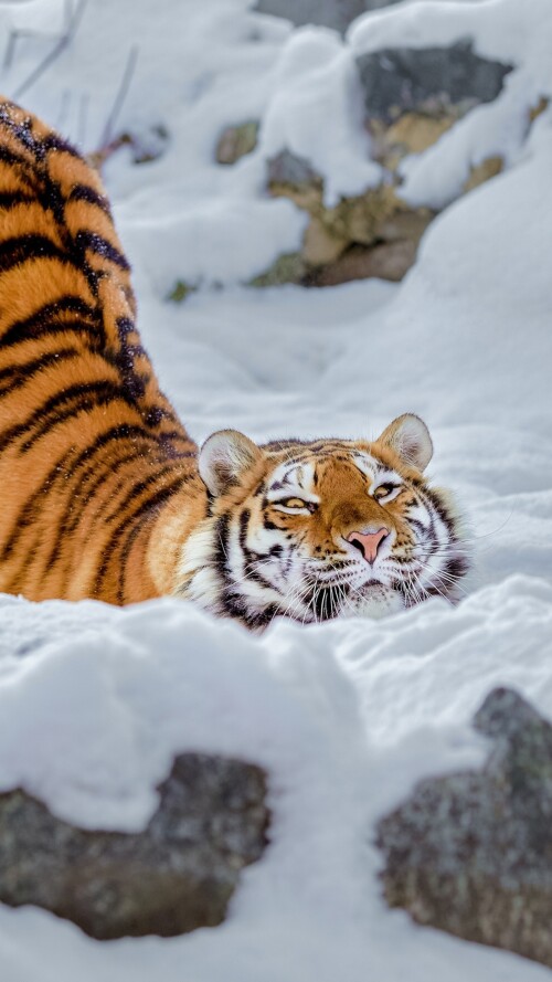 tiger-snow-0i-2160x3840133c4e59e7fbe9417a13a38d90dbaa98.jpg