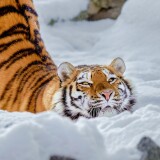 tiger-snow-0i-2160x3840133c4e59e7fbe9417a13a38d90dbaa98